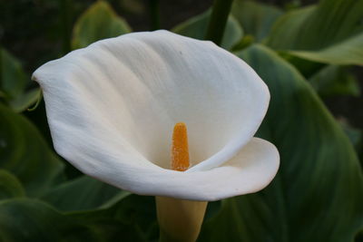 Close-up of calla lily blooming outdoors