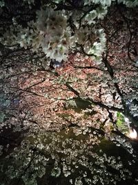 Low angle view of cherry blossoms in spring