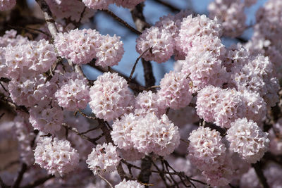 Close-up of pink cherry blossom