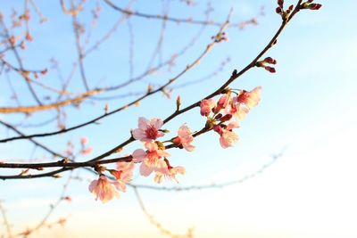 Close-up of cherry blossoms