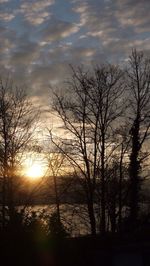 Silhouette of bare trees at sunset