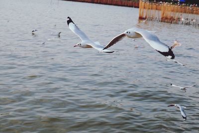 Birds in the lake