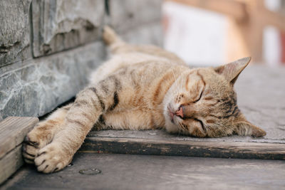 Close-up of ginger cat sleeping