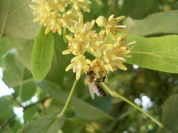 Close-up of honey bee on tree