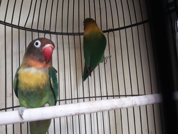 Close-up of parrot perching in cage