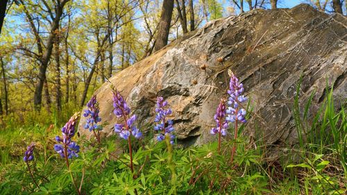 Flowers growing in grass