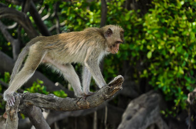 Monkey sitting on a tree