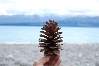 Close-up of hand holding pine cone against sea and sky