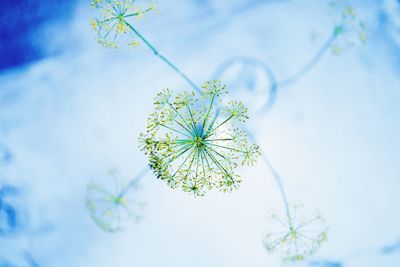 Low angle view of flowering plant against sky