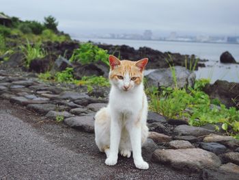 Portrait of cat sitting on rock against sky