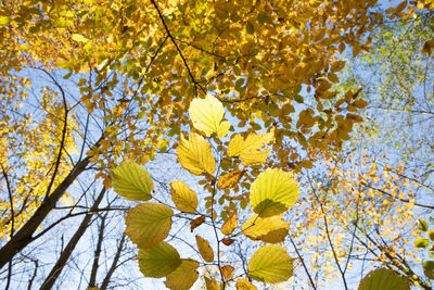 Low angle view of yellow flowering tree against sky