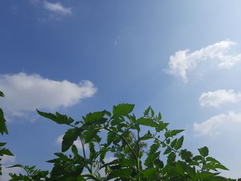 Low angle view of fresh green plants against sky