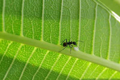 Close-up of ant on leaf