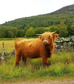 Highland cattle in a field