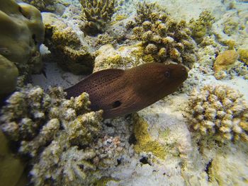 Close-up of fish swimming in sea