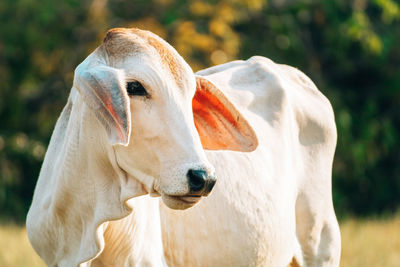 Close-up of cow