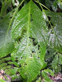 Close-up of raindrops on leaf