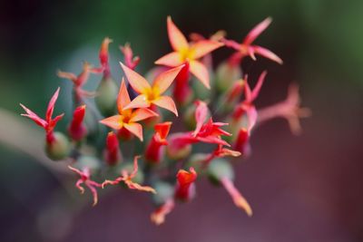 Close-up of red flowering plant