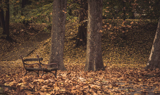 Empty bench by trees on leaves covered field | ID: 96120486