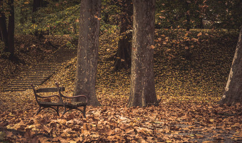 Empty bench by trees on leaves covered field at park