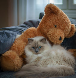 Close-up portrait of cat relaxing with teddy bear at home