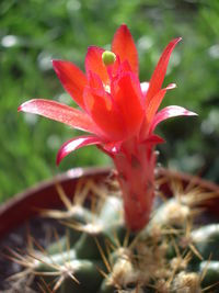 Close-up of red flowers