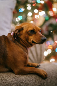 Close-up of a dog looking away