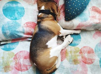 High angle view of dog sleeping on bed