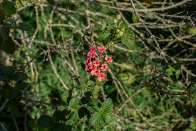Close-up of red flowering plant