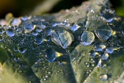 Close-up of water drops on leaf