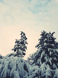 Snow covered pine tree against sky