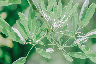 Close-up of green leaves on plant