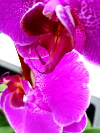 Close-up of pink orchid