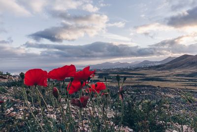 Red poppies on field against sky