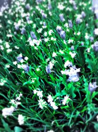 Close-up of flowers growing in field