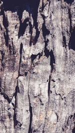 Full frame shot of tree trunk