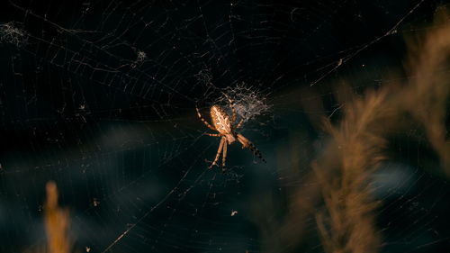 Close-up of spider web