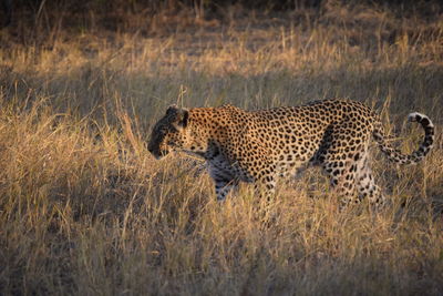 Side view of a leopard on grass