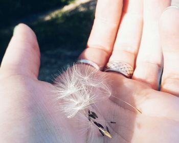 Close-up of person hand holding dandelions