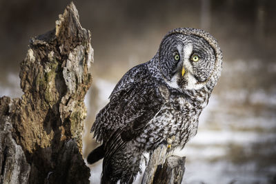 Great grey owl perching on an old tree trunk