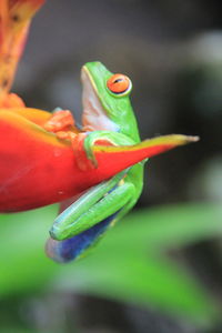 Close-up of frog on leaf