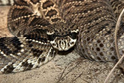 Close-up of snake in zoo