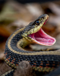 A snake threatening an approaching camera.