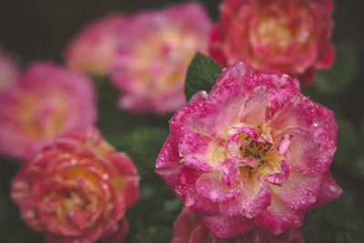 Close-up of pink flowers blooming outdoors