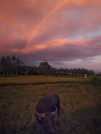 View of a horse on field during sunset