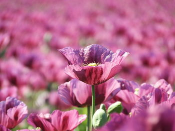 Close-up of pink flower