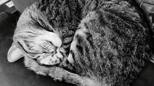 Close-up of cat sleeping