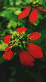 Close-up of red flowers