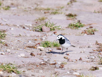 Bird perching on ground