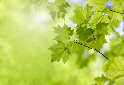 Close-up of leaves on tree